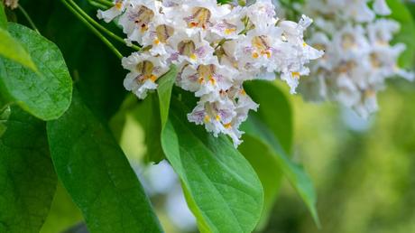 Blüten in Lila und Weiß zieren im Sommer die Krone des Trompetenbaums.