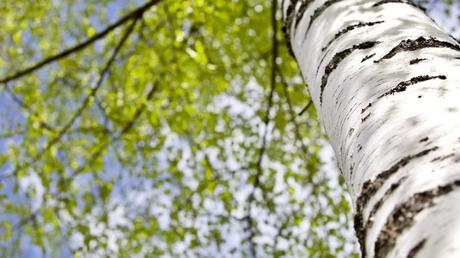 Bei jungen Birken ist die Rinde glatt und löst sich in dünnen Streifen ab.