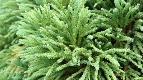 Die Sicheltanne ist ein immergrüner Baum, der keine auffälligen Blüten hat.