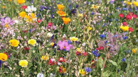 Klimaschutz im Garten – Die ökologische Gartenplanung