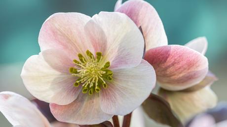 Christrose (Helleborus niger).