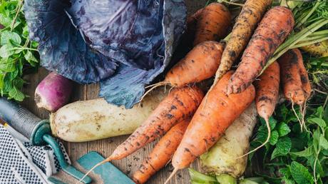 Knackiges Wintergemüse – gesunde Vielfalt im frostigen Garten.