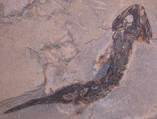 Seltene Saurier beim Fossilienhandel Otto