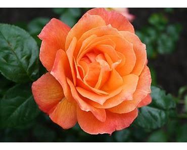 Sei bescheiden und strebe nicht nach immer mehr!