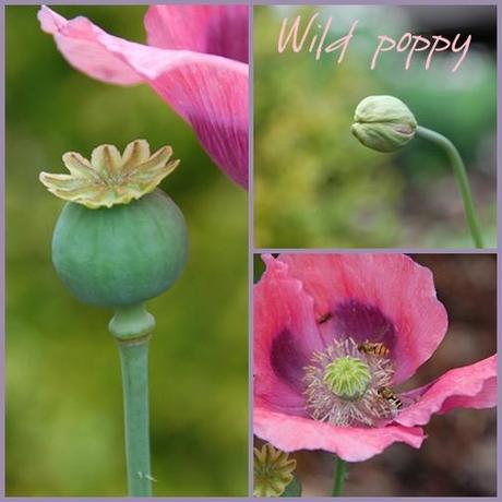 Wild Poppy- Wilder Mohn