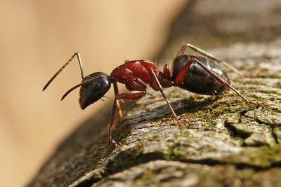 Die fleißige Ameise - Nicht immer zahlt sich Fleiß aus! Zum drüber Nachdenken und nicht zum Schmunzeln!