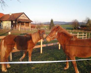 Die Geschichte einer unbekannten Dame