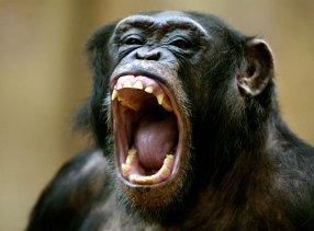 Schimpanse oder Bonobo?