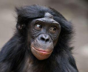 Schimpanse oder Bonobo?
