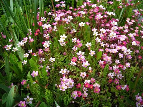 15 Bodendecker blühend & winterhart für den Garten