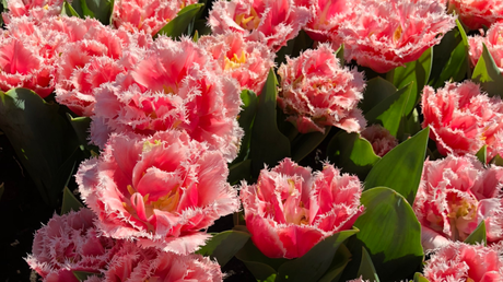 Garten-Tulpen mit gefransten und gefüllten Blüten sind eine außergewöhnliche Erscheinung 