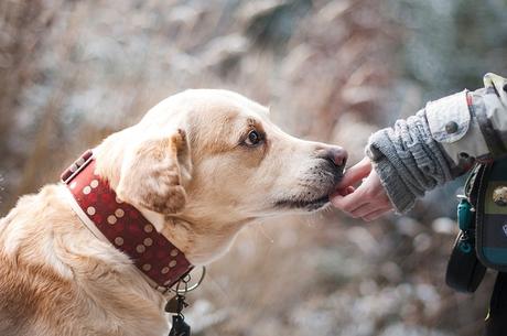Reisen mit Hund am Meer in Europa