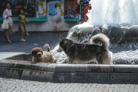 Belgrad: Eine Stadt im Wandel – die Hauptstadt Serbiens