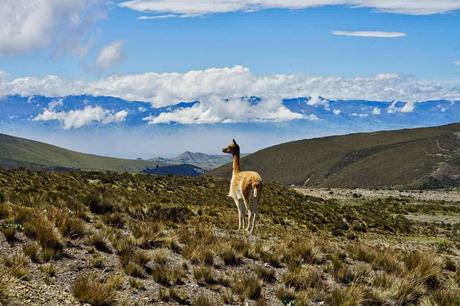 Vikunja am Berg Chimborazo in Ecuador