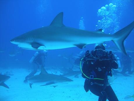 Reise Bahamas: Ein unvergessliches Abenteuer zwischen Sonne und Sand