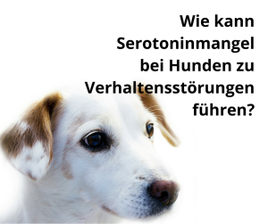 Kann Serotoninmangel bei Hunden zu Verhaltensstörungen führen?