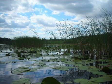 Traumhafte Gewässer und unberührte Natur: Dein Hausboot Urlaub in Mecklenburg