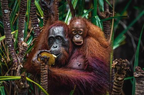 Orang Utan Mutter mit Baby