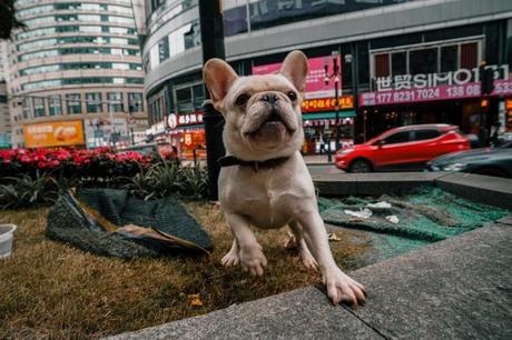 Chongqing: Megacity am Jangtse