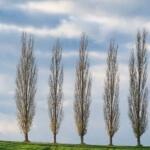 a row of trees in a row