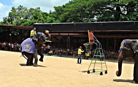 Elefanten-Show pattaya thailand