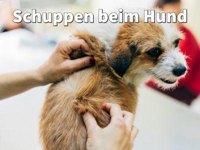 Schuppen beim Hund: Behandlung gegen trockene Haut und Juckreiz