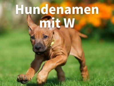 Hundenamen mit W: weiblich und männlich mit Bedeutung