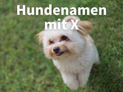 Hundenamen mit X: weiblich und männlich mit Bedeutung