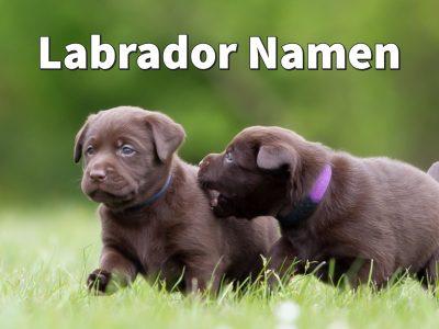 Labrador Namen: männlich für Rüde, weiblich für Hündin
