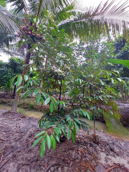 Wissenswertes über die Durian Frucht aus Südostasien?