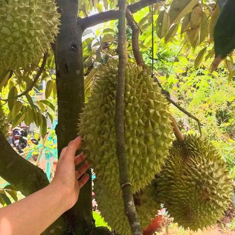durian vietnam