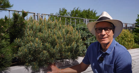 Zwergkiefer: Rückschnitt leicht gemacht