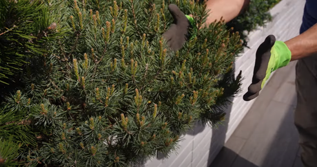 Zwergkiefer: Rückschnitt leicht gemacht