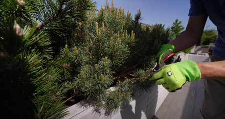 Zwergkiefer: Rückschnitt leicht gemacht