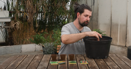 Samen richtig einpflanzen