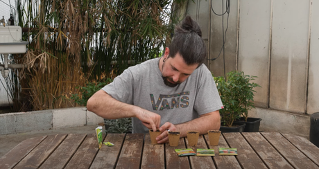 Samen richtig einpflanzen