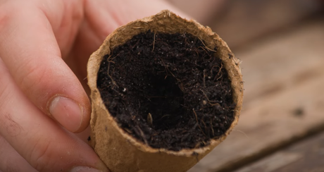 Samen richtig einpflanzen