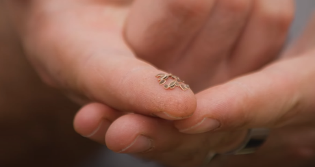 Samen richtig einpflanzen