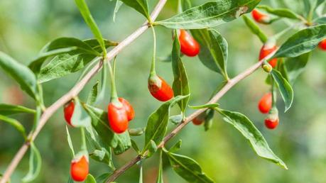 Genuss-Goji-Beeren-Pflanze mit orangenen Beeren