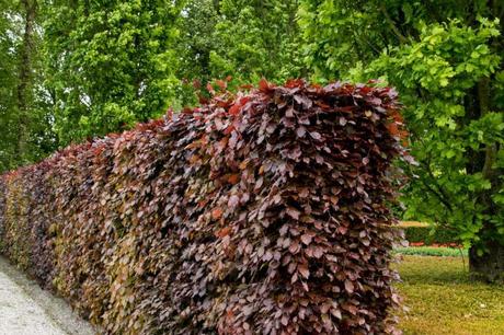 Dichte und hohe Rotbuchenhecke am Wegesrand neben einer Wiese
