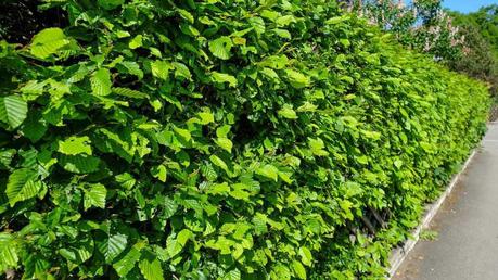Blickdichte hohe Hecke einer Hainbuche