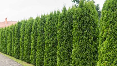 Dicht wachsender, hoher Thuja Smaragd (Lebensbaum) am Straßenrand