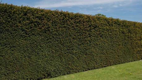 Die becher Eibe Hicksii ist perfekt als Sichtschutz für den Garten geeignet.