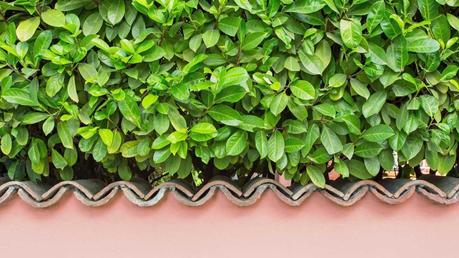 Dichter Kirschlorbeer als Sichtschutz über einer Mauer