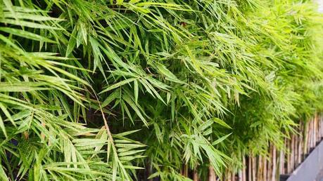 Dichter Gartenbambus vor einem Zaun, der als Sichtschutz dient