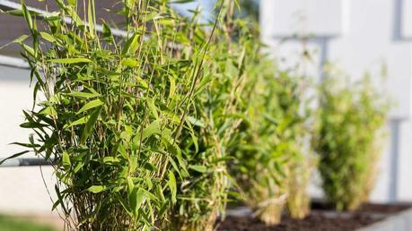 Mehrere grüne Schirmbambuspflanzen auf einer Mauer