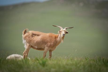 Ziege in den Steppen der Mongolei