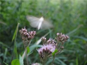 Schmetterling: Symbol für das Loslassen