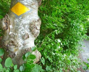 Bestätigungsrhombus