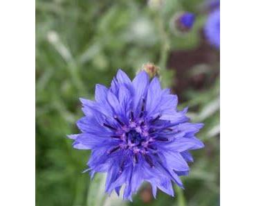 Ich habe mich herausgehalten - ich bin nicht schuld!